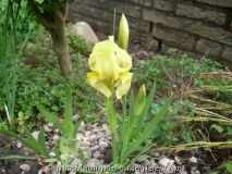 Iris reichenbachii