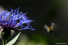 Hummel kreist um Bergflockenblume