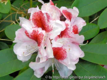 Rhodo. 'Belami'