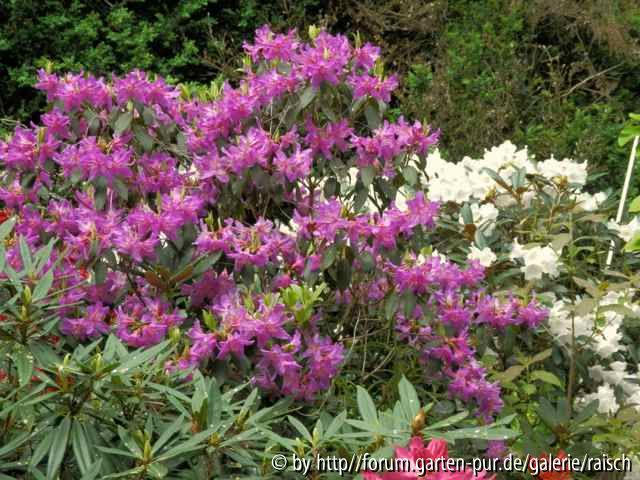 Rhodo. pseudoyanthinum1