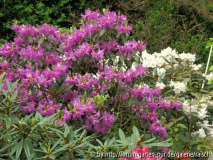Rhodo. pseudoyanthinum1