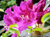 Rhodo pseudoyanthinum2