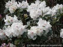 Rhodo 'Schneespiegel'