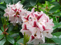 Rhodo. 'Kalameika'