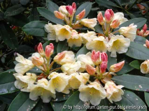 Rhodo. 'Golden Melodie'