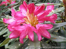Rhodo. 'Rosa Perle'