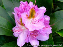 Rhodo. 'Puccini'