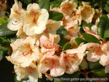 Rhodo. 'Viscy'