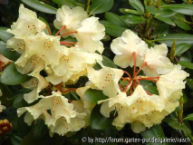 Rhodo. 'Bolkens Juditha'