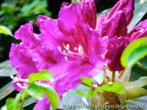 Rhodo. 'Lilofee'