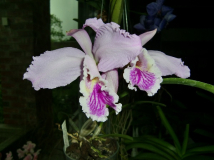Cattleya mossiae