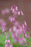 dicentra