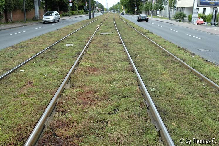 Sedum zwischen Bahngleisen 01