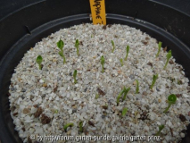 Daphne tangutica Germination May 2013
