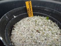 Chionanthus retusus Germination May 2013
