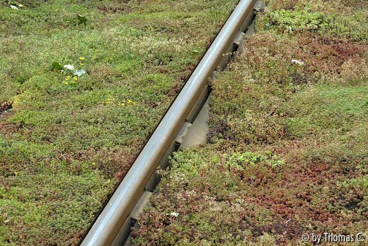 Sedum zwischen Bahngleisen 02