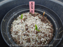 Nyssa sylvatica Germination May 2013