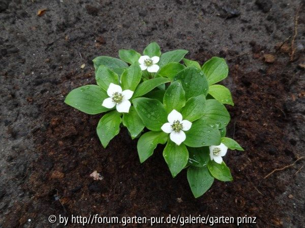 Cornus canadensis May 2013