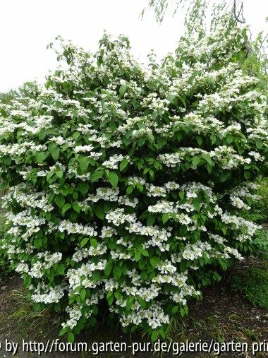 Viburnum plicatum Mariesii (?) May 2013