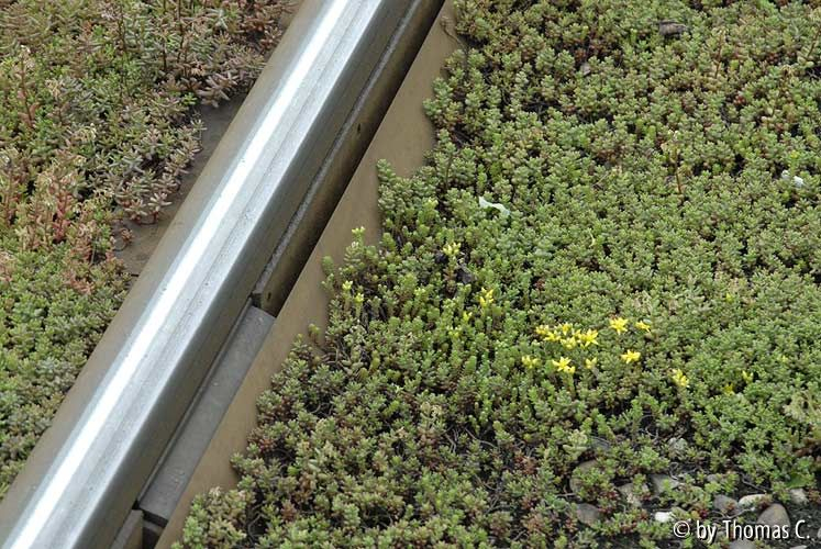 Sedum zwischen Bahngleisen 03