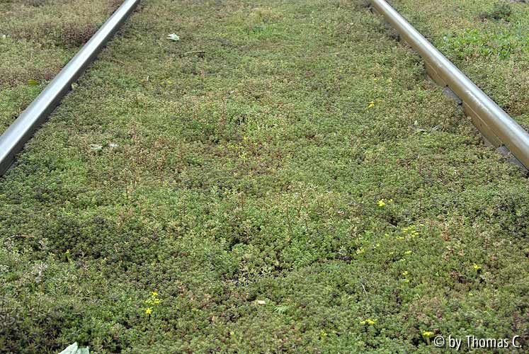 Sedum zwischen Bahngleisen 04