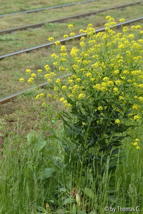 Sedum zwischen Bahngleisen 05