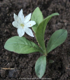 unbekanntes Blümchen