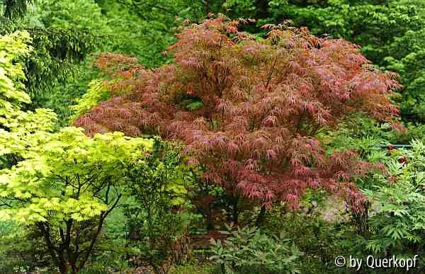 Acer Villa Taranto und shirasawanum Aureum