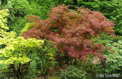 Acer Villa Taranto und shirasawanum Aureum