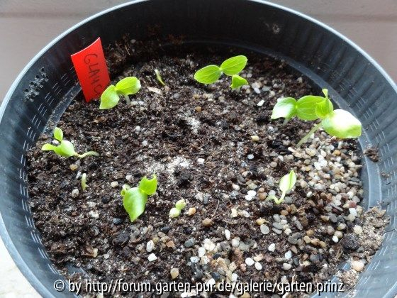 Glaucidium palmatum Germination 2013