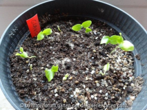 Glaucidium palmatum Germination 2013