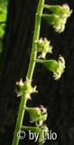 Tellima Mitella_02.jpg
