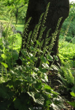 Tellima Mitella.jpg