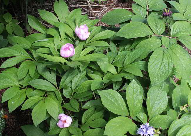 Paeonia obovata x anomala