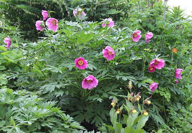 Paeonia anomala