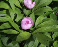 Paeonia obovata x anomala