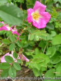 R. pimpinellifolia?