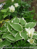 Spring Green + Hosta
