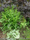 Sambucus mit Campanula und Jack Frost