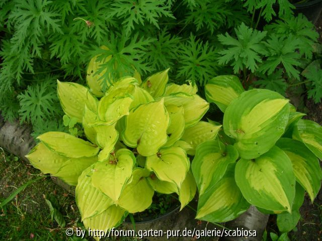 Hostas verregnet Mai 1013