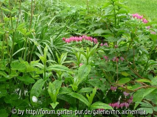 Herzen im Staudenbeet