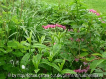 Herzen im Staudenbeet