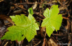 Acer?-Sämling unbekannt