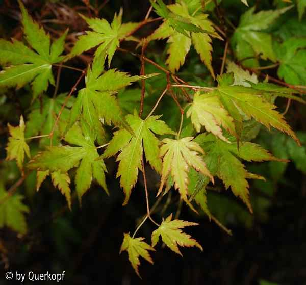 Acer-Unterlage