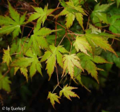 Acer-Unterlage