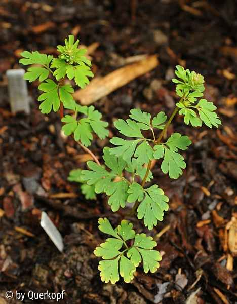 Corydalis flexuosa