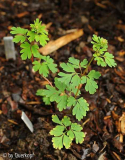 Corydalis flexuosa