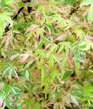 Acer Butterfly Laub