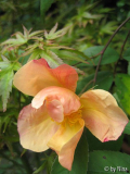 Mutabilis orange