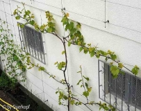 Rebe Muscat bleu